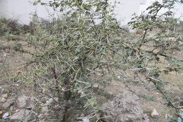 acacia tree - 790563115
