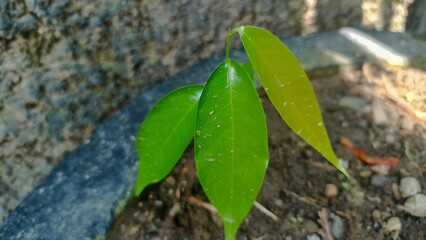 A green young plant in a flower pot. young leaves on plant seeds