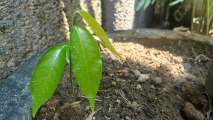 A green young plant in a flower pot. young leaves on plant seeds