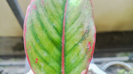 ornamental plant leaf texture. beautiful leaves