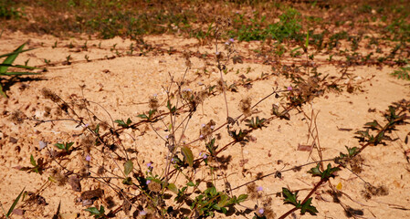 Dried trees on the ground die naturally because of the dry weather in the winter of Asia. Image during daytime with natural sunlight and abstract dry ground texture background. Ecology concept image.
