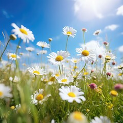 A beautiful sun-drenched spring summer meadow. Natural colorful panoramic landscape with many wild flowers of daisies against blue sky. Outdoor nature banner.