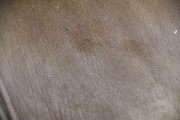 close up of a brown texture - 790570513