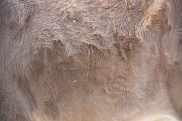 close up of a brown texture