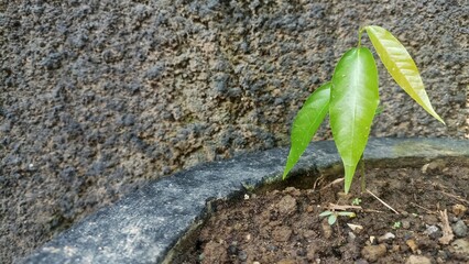 A green young plant in a flower pot with cement wall background