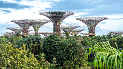 Singapore, 24 January 2024: Gardens by the Bay in Singapore with iconic Supertrees and lush tropical vegetation. Vibrant cityscape with unique greenery, modern architecture, and nature in harmony