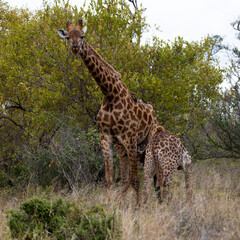 Giraffe calf suckling in the wild