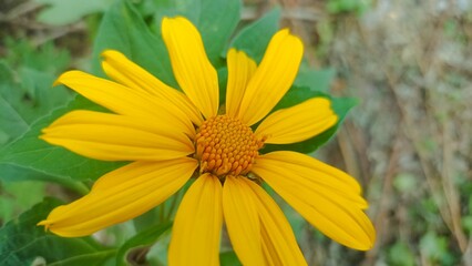 Tree marigold, Mexican tournesol, Mexican sunflower. Japanese sunflower, Nitobe chrysanthemum