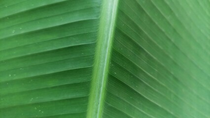 Closeup of green banana leaf texture. Abstract nature background