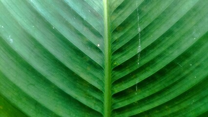 Closeup of green banana leaf texture. Abstract nature background