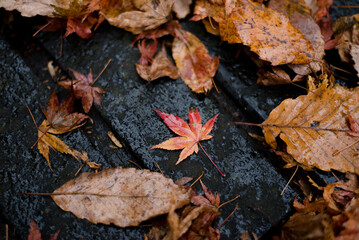 The variety of leaves falling on the ground