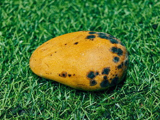 ripe fresh sweet colorful mango on a green grass