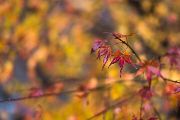 Golden orange leaves shimmering against the warm and vibrant landscape in Japan