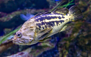 Close up of a fish in an aquarium, shallow depth of field - obrazy, fototapety, plakaty