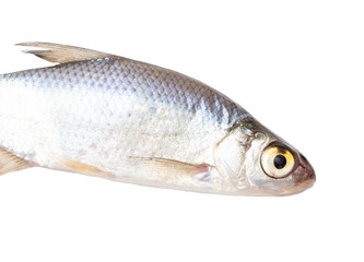 Roach fish isolated white background. Close-up