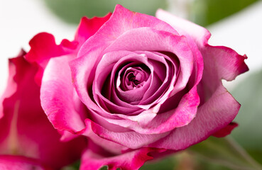 One rose flower on a white background. Close-up