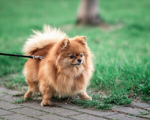 Purebred dog on a city street.
