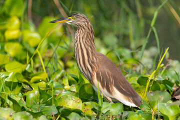 Close-up of an Indian pond heron 
