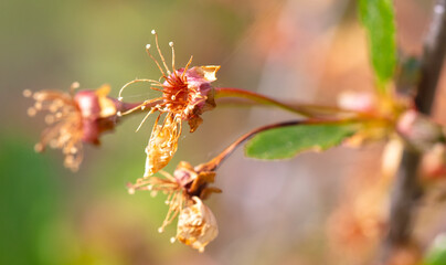Dried flowers on cherry trees in spring. Macro