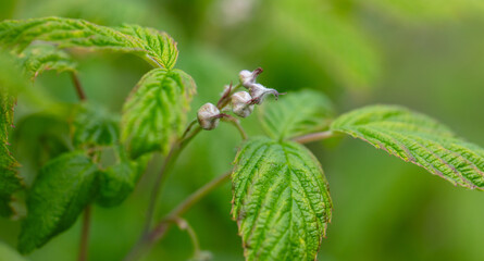 Close-up of closed flowers on a raspberry in spring. Macro