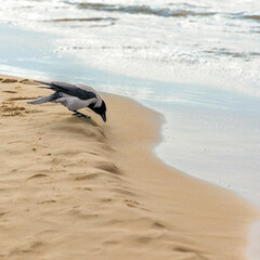 ptak kawka na morskiej plaży