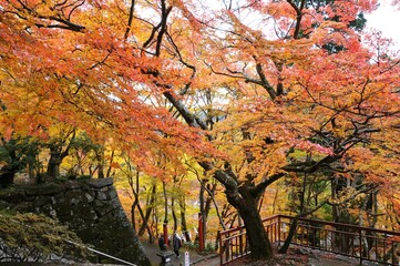 社寺と紅葉