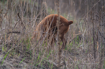The cocker spaniel hunting in tall grass