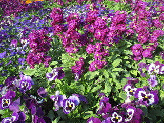 Naklejka premium 秋の花壇に美しく咲く、パンジーなどの美しい花々