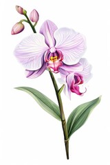 Naklejka na ściany i meble Orchid, pink phalaenopsis close-up isolated on white background