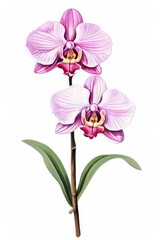 Fototapeta na wymiar Orchid, pink phalaenopsis close-up isolated on white background