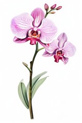 Orchid, pink phalaenopsis close-up isolated on white background