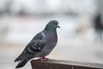 Beautiful birds in the autumn city.
