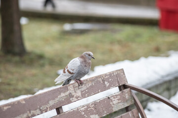 Beautiful birds in the autumn city.