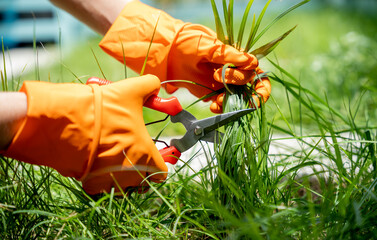 A young woman takes care of the garden and cutting grass - 790585197