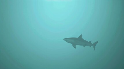 Captures a lone shark gliding through the shadowy depths, its sleek, dark gray form merging seamlessly with the murky waters, embodying the mysterious allure of the oceans depths