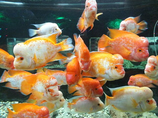 Еру fish aquarium water goldfish underwater tropical animal sea gold red nature fishes swim blue...