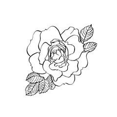 Wild rose flower with leaves. Vector hand drawn floral illustration of blooming rose hip in line art style. Sketch
