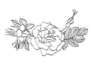 Rosehip flower with berries and leaves. Vector hand drawn floral illustration of blooming wild rose in line art style