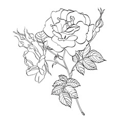 Wild rose flower with leaves. Vector hand drawn floral illustration of blooming rose hip in line art style. Sketch