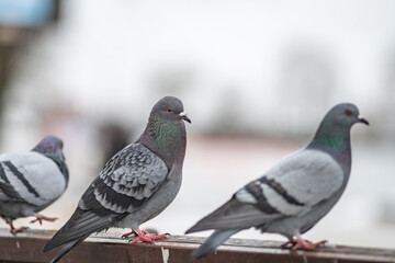 Beautiful birds in the autumn city.
