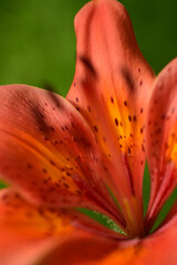 Red lily petals. Close-up. Macro.