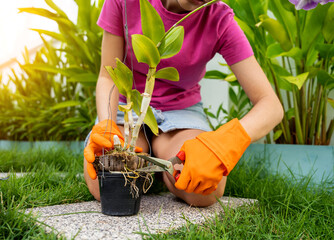 A young woman takes care of the garden, waters, fertilizes and prunes plants - 790588549