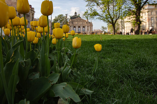 tulips flowerbed on Lviv city