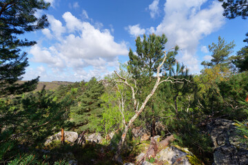 Point of view from the hills of Coquibus. Fontainebleau forest