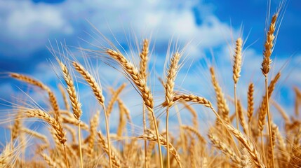 Field of golden wheat under a blue sky