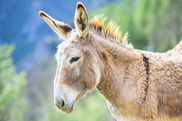 Portrait of a donkey in the mountains