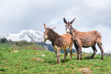 Naklejka na ściany i meble Pair of donkeys in a mountain meadow