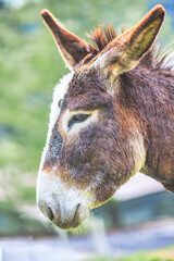 Close-up of a donkey with staggered ears - 790592316