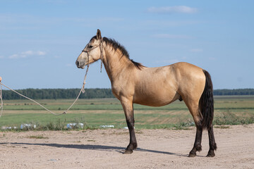 Portrait of a beautiful young horse on a farm.