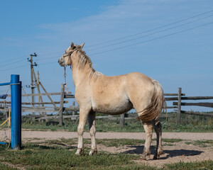 Obraz premium Portrait of a beautiful young horse on a farm.